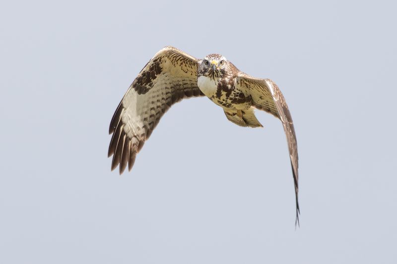 Common Buzzard / Buizerd