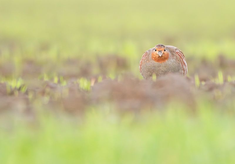 Grey Partridge / Patrijs