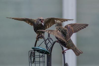 Spreeuwen / Common Starlings
