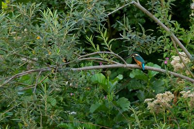 Common Kingfisher / IJsvogel 