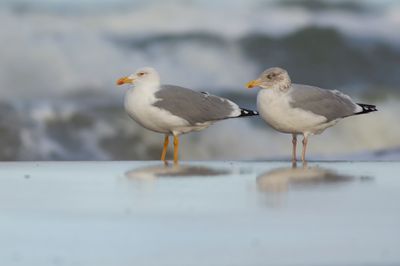 Yellow-legged Gull and Herring Gull / Geelpootmeeuw en Zilvermeeuw
