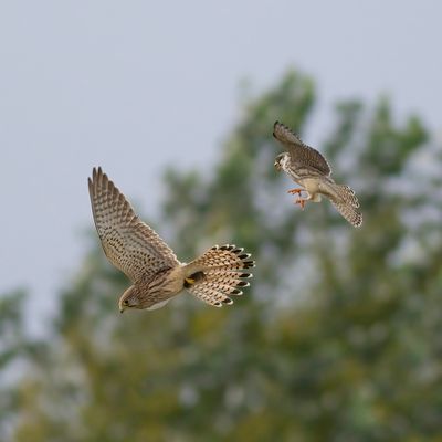Red-footed Falcon and Common Kestrel / Roodpootvalk en Torenvalk