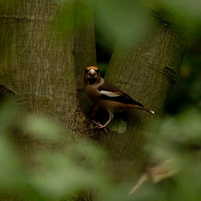 Hawfinch / Appelvink