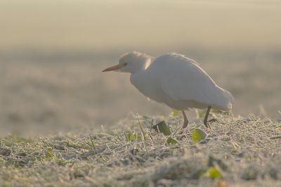 Cattle Egret / Koereiger