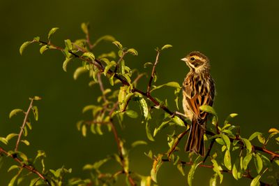 Rietgors / Reed Bunting