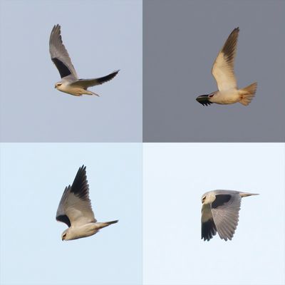Grijze Wouw / Black-shouldered Kite