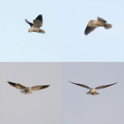 Grijze Wouw / Black-shouldered Kite