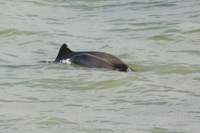 twee Bruinvissen / two Harbour Porpoises