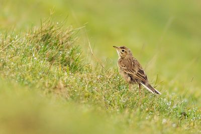 Grote Pieper / Richard's Pipit