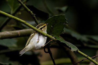 Pallas' Boszanger / Pallas's Warbler