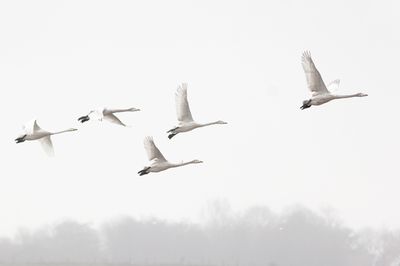 Wilde Zwanen / Whooper Swans