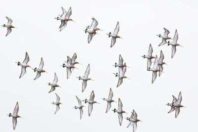 Grutto's / Black-tailed Godwits