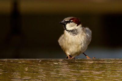 Huismus / House Sparrow