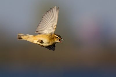 Rietzanger in zangvlucht / Sedge Warbler in song flight
