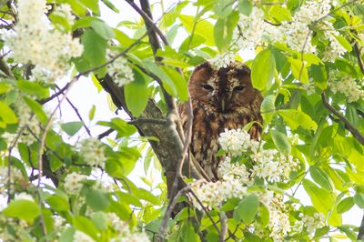 Bosuil / Tawny Owl