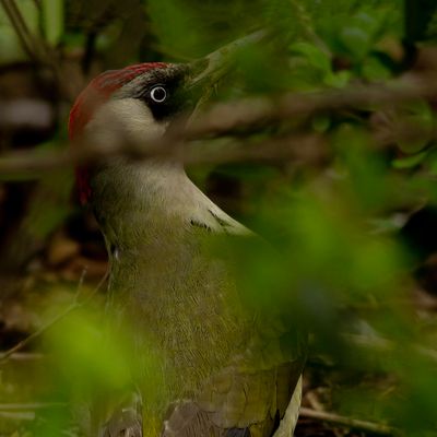 Groene Specht / Green Woodpecker