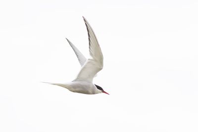 Noordse Stern / Arctic Tern