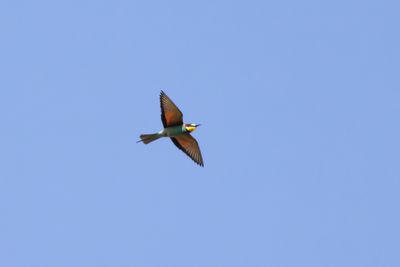 Bijeneter / European Bee-eater