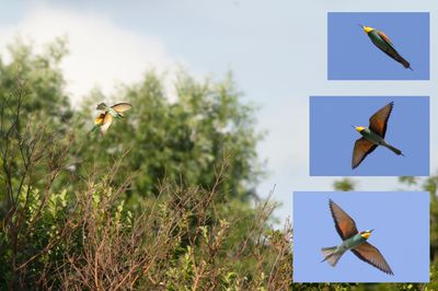 Bijeneters / European Bee-eaters