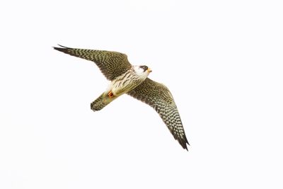 Red-footed Falcon / Roodpootvalk 