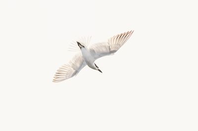 Gull-billed Tern / Lachstern 