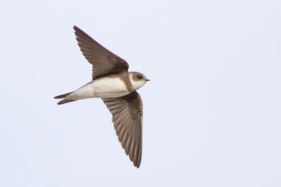 Sand Martin / Oeverzwaluw
