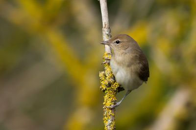 Tuinfluiter / Garden Warbler