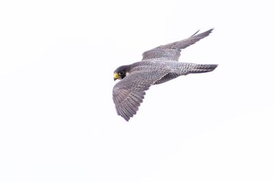 Peregrine / Slechtvalk