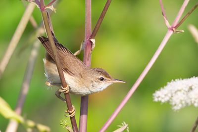 Common Reed Warbler / Kleine Karekiet 