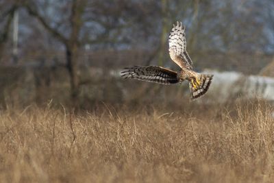 Hen Harrier / Blauwe Kiekendief