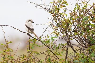 Steppe Grey Shrike / Steppeklapekster
