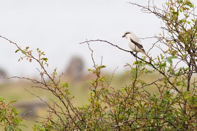 Steppe Grey Shrike / Steppeklapekster