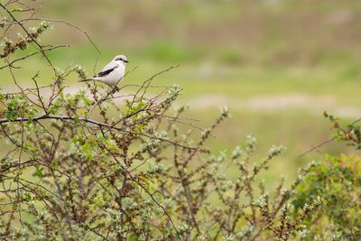 Steppe Grey Shrike / Steppeklapekster