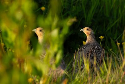 Grey Partridges / Patrijzen