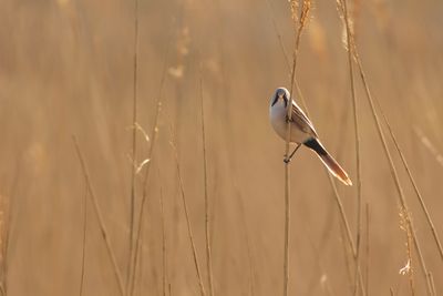 Baardmannetje / Bearded Tit