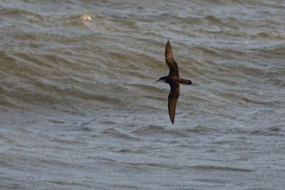 Noordse Pijlstormvogel / Manx Shearwater