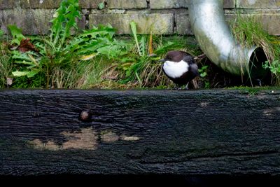 Zwartbuikwaterspreeuw / Black-bellied Dipper
