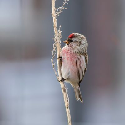 Grote Barmsijs / Common Redpoll
