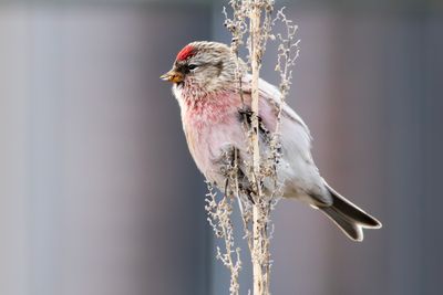 Grote Barmsijs / Common Redpoll