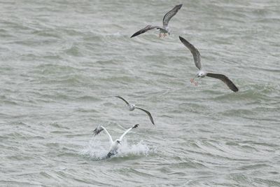 Jan-van-gent en meeuwen / Northern Gannet with gulls