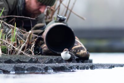 Black-bellied Dipper and photographer / Zwartbuikwaterspreeuw met fotograaf