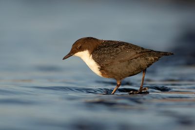 Black-bellied Dipper / Zwartbuikwaterspreeuw 