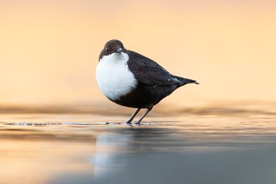 Black-bellied Dipper / Zwartbuikwaterspreeuw 