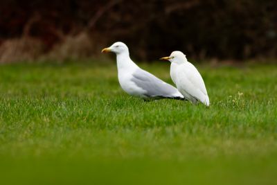 Koereiger en Zilvermeeuw / Cattle Egret and Herring Gull