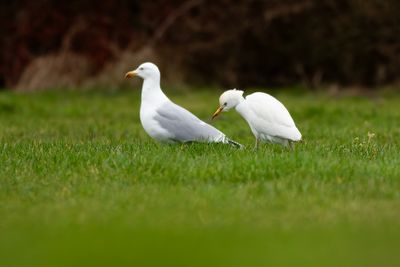 Koereiger en Zilvermeeuw / Cattle Egret and Herring Gull