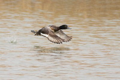 Greater Scaup / Topper