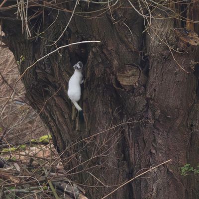 Stoat / Hermelijn