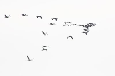 Common Cranes / Kraanvogels