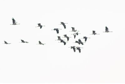 Common Cranes / Kraanvogels