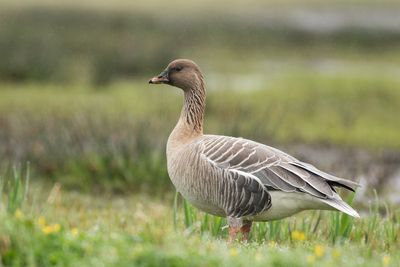 Pink-footed Goose / Kleine Rietgans 